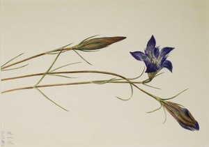 Hořec brvitý (Gentiana porphyrio) od Mary Vaux Walcott