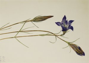 Pinebarren Gentian Gentiana porphyrio, 1923. od Mary Vaux Walcott
