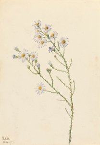 Pineland Aster Aster squarrosus, 1922. od Mary Vaux Walcott