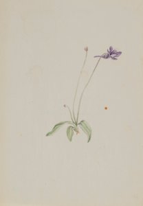 Pinguicula vulgaris od Mary Vaux Walcott
