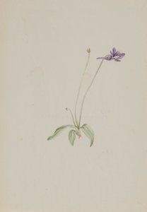 Pinguicula vulgaris, ca. začátek 30. let 20. století. od Mary Vaux Walcott