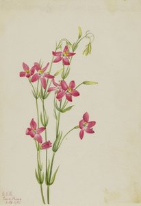 Centaurium venustum (Centaurium venustum) od Mary Vaux Walcott