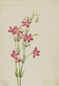 Pink Passiflora Passiflora, 1925 od Mary Vaux Walcott