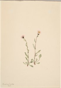 Růžový blešník (Erigeron jucundus) od Mary Vaux Walcott