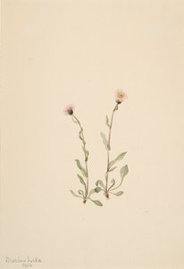 Pink Fleabane Erigeron jucundus, 1904 od Mary Vaux Walcott