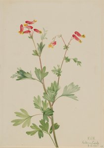 Růžový pryšec (Capnoides sempervirens) od Mary Vaux Walcott