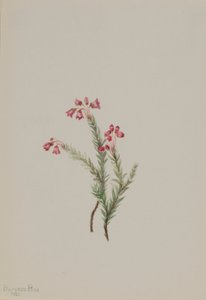 Vřes růžový (Phyllodoce empetriformis) od Mary Vaux Walcott