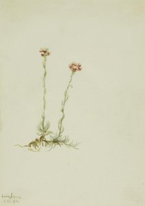 Růžové kočičky (Antennaria rosea) od Mary Vaux Walcott