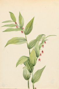 Pink Twisted Stalk Streptopus curvipes, 1913. od Mary Vaux Walcott