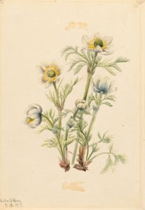 Sasanka plumová (Pulsatilla occidentalis) od Mary Vaux Walcott