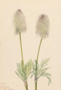 Plume Anemone Pulsatilla occidentalis, 1923 od Mary Vaux Walcott