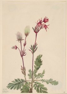 Prérijní dýmovnice (Sieversia ciliata) od Mary Vaux Walcott