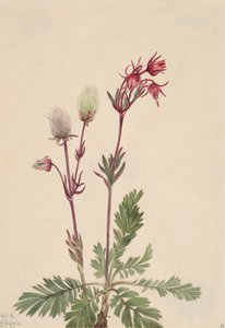 Prairie-Smoke Sieversia ciliata, 1921. od Mary Vaux Walcott