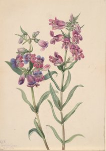 Prairie Penstemon Penstemon erianthera, 1923. od Mary Vaux Walcott