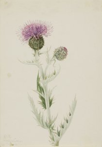 Pcháč vlnatý (Cirsium undulatum) od Mary Vaux Walcott