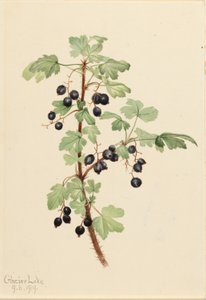 Rybíz pichlavý (Ribes lacustre) od Mary Vaux Walcott