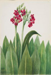 Prvosenka (Primula parryi) od Mary Vaux Walcott
