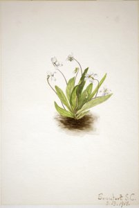 Primrose Violet (Viola primulifolia) od Mary Vaux Walcott