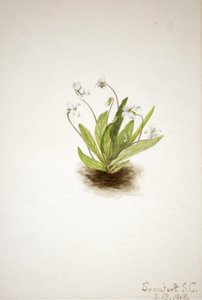 Primrose Violet Viola primiifolia, 1918. od Mary Vaux Walcott
