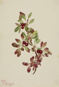 Ptáčník alpský (Arctous alpina) od Mary Vaux Walcott