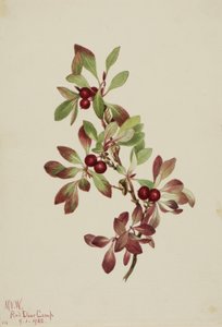 Ptarmiganperry Arktus alpina, 1922. od Mary Vaux Walcott