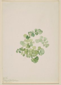 Puccoon (Lithospermum ruderale) od Mary Vaux Walcott