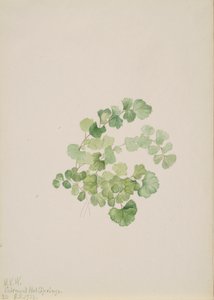 Puccoon Lithospermum ruderale, 1923. od Mary Vaux Walcott