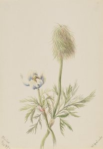 Pulsatilla occidentalis, 1899 od Mary Vaux Walcott