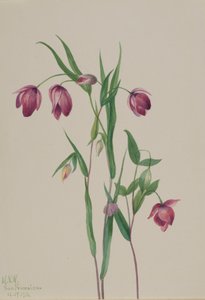Lucerna fialové víly Calochortus anoenum, 1936. od Mary Vaux Walcott