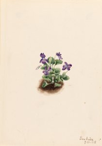 Fialová horská fialka (Viola adunca) od Mary Vaux Walcott