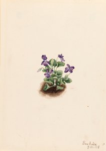 Fialová horská fialová Viola adunca, 1918.