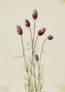 Préřovník nachový (Petalostemon purpureum) od Mary Vaux Walcott