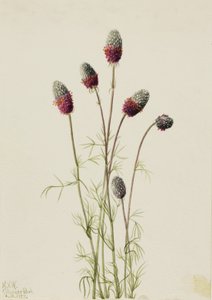 Purple Prairieclover Petalostemon purpureum, 1927 od Mary Vaux Walcott