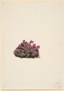 Lomikámen fialový (Saxifraga oppositifolia) od Mary Vaux Walcott