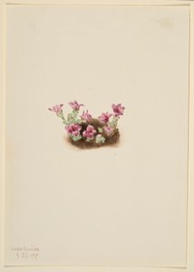 Lomikámen fialový (Saxifrage oppositifolia) od Mary Vaux Walcott