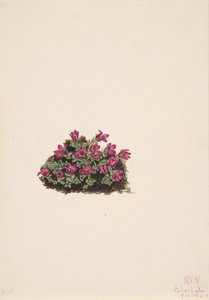Lomikámen nachový Saxifraga oppositifolia, 1924. od Mary Vaux Walcott