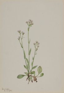 Kočičky (Antennaria racemosa) od Mary Vaux Walcott