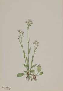 Pussy-Toes Antennaria racemosa, 1918. od Mary Vaux Walcott