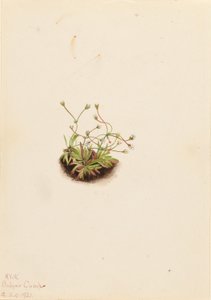 Androsace trpasličí (Androsace subumbellata) od Mary Vaux Walcott