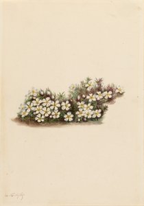 Pyxie (Pyxidanthera barbulata) od Mary Vaux Walcott