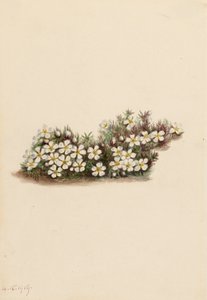 Pyxie Pyxidanthera barbulata, 1919. od Mary Vaux Walcott