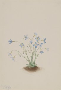 Quakerladies (Houstonia caerulea) od Mary Vaux Walcott