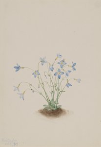 Quakerladies Houstonia caerulea, 1917. od Mary Vaux Walcott