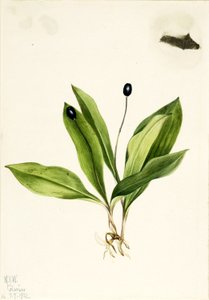 Queencup (Clintonia uniflora) od Mary Vaux Walcott