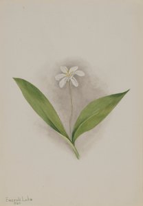 Queencup (Clintonia uniflora) od Mary Vaux Walcott