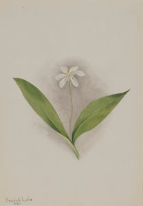 Queencup Clintonia uniflora, 1902. od Mary Vaux Walcott