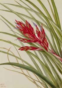 Tillandsia fasciculata (Tillandsia fasciculata) od Mary Vaux Walcott