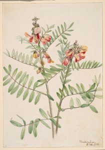 Rabbitbean (Cracca virginiana) od Mary Vaux Walcott
