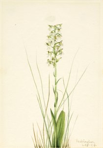 Orsej hadcová (Habenaria lacera) od Mary Vaux Walcott