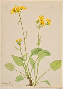 Hadinec obecný (Senecio burkei) od Mary Vaux Walcott